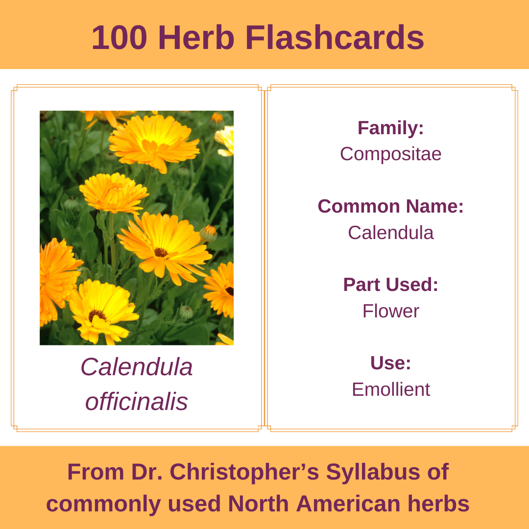 100 Commonly Used Herbs Flashcards Digital Download - Herbal Embrace