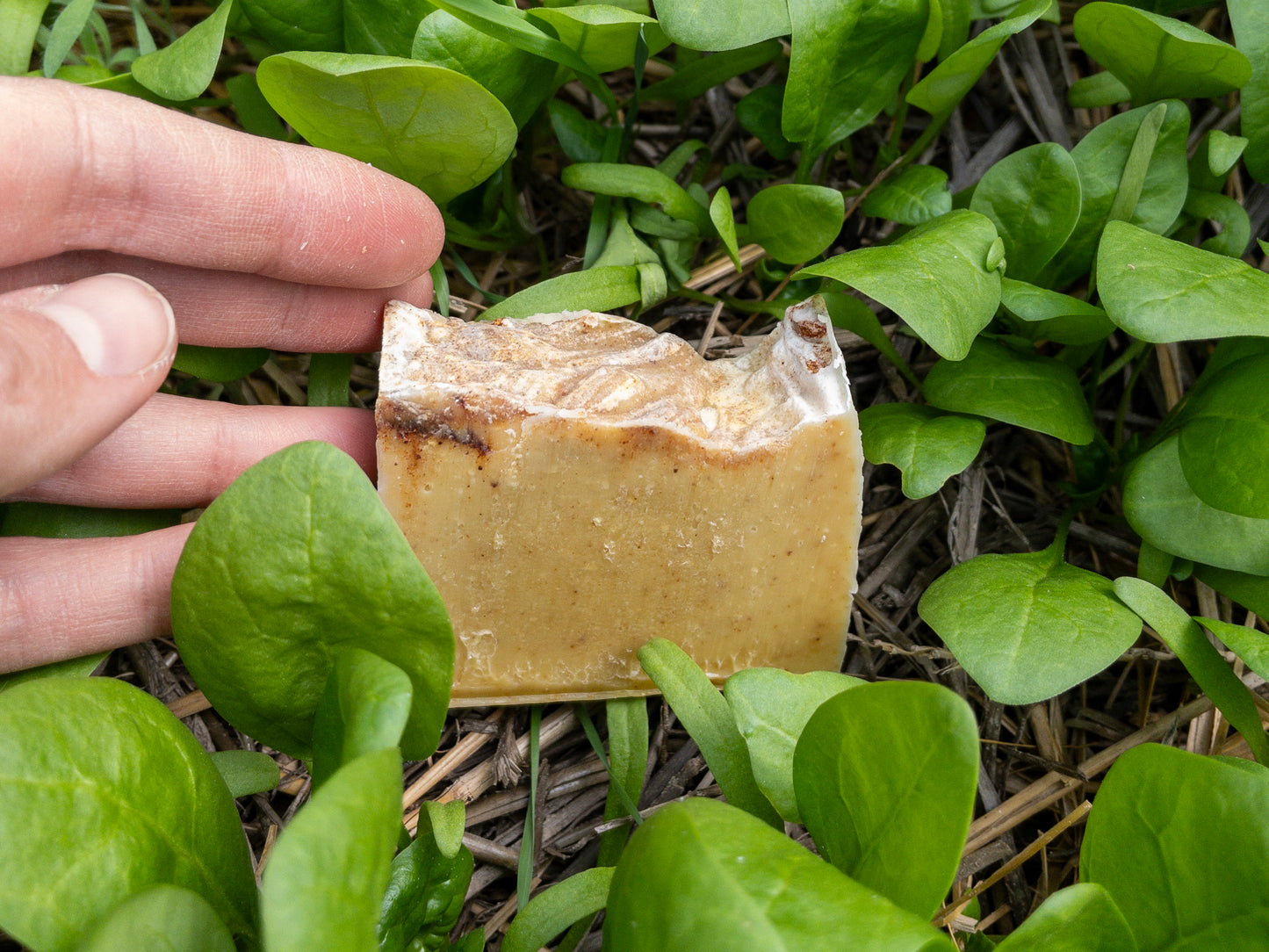 Honey Carrot Curry Soap