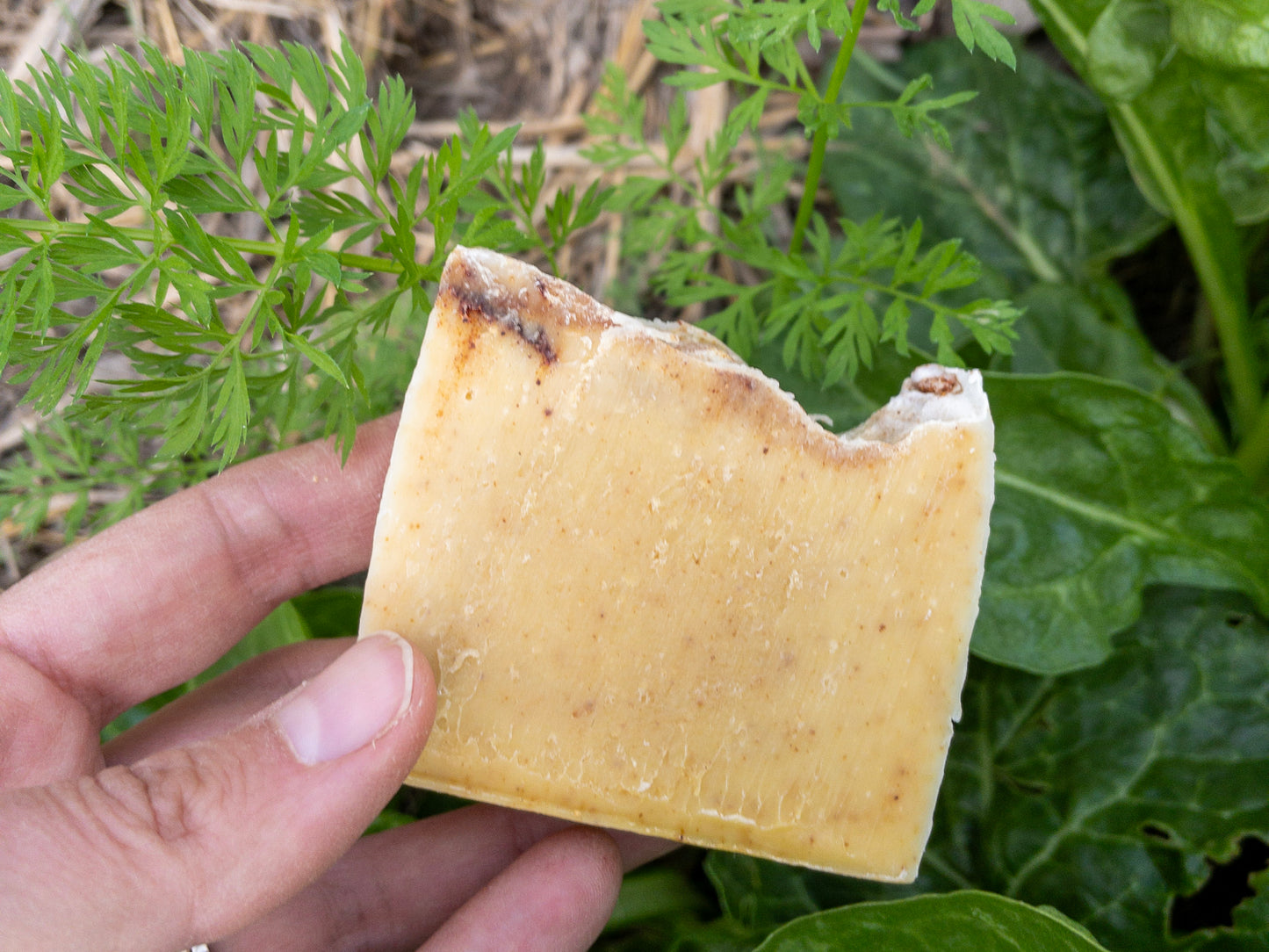 Honey Carrot Curry Soap