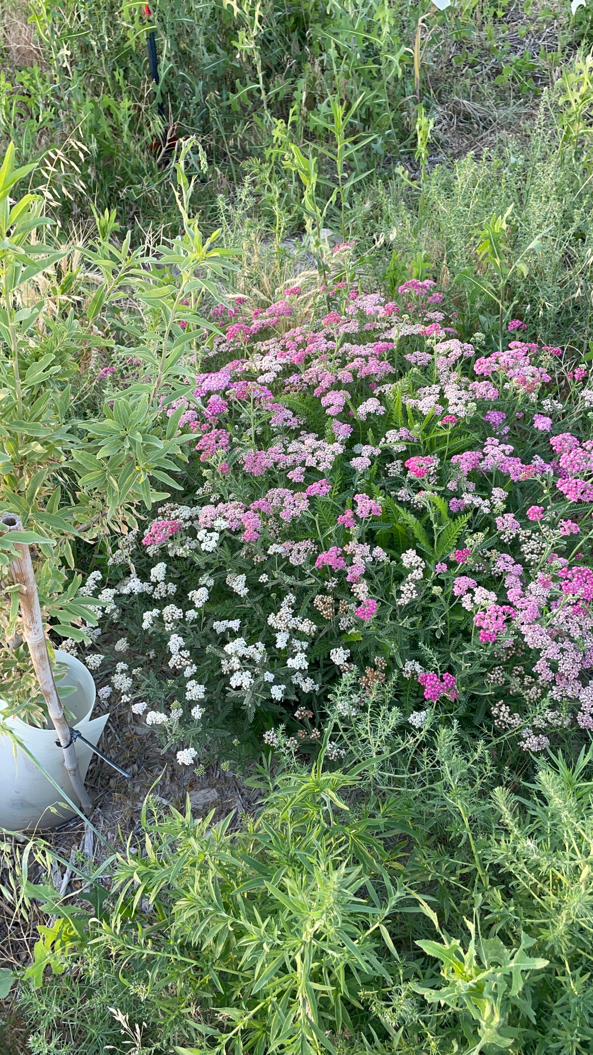 apple tree and yarrow flowers