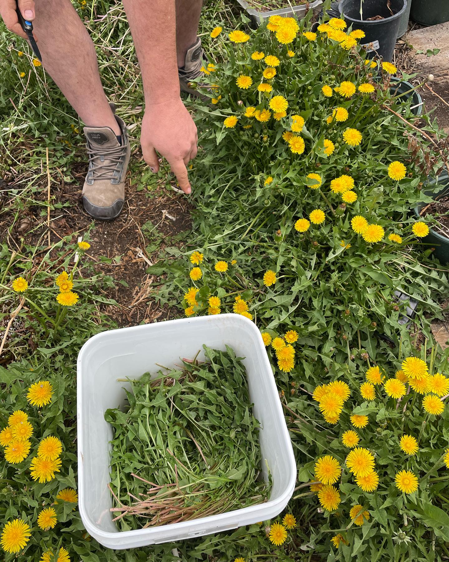 Fresh Dandelion Greens 4 oz - **PRE-ARRANGED LOCAL DELIVERY OR PICKUP, ONLY**