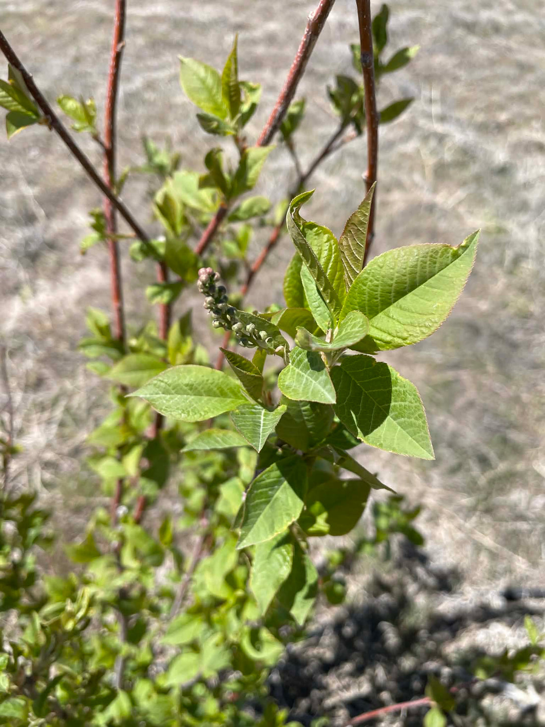 What Tree Pruning Teaches Us About Life!