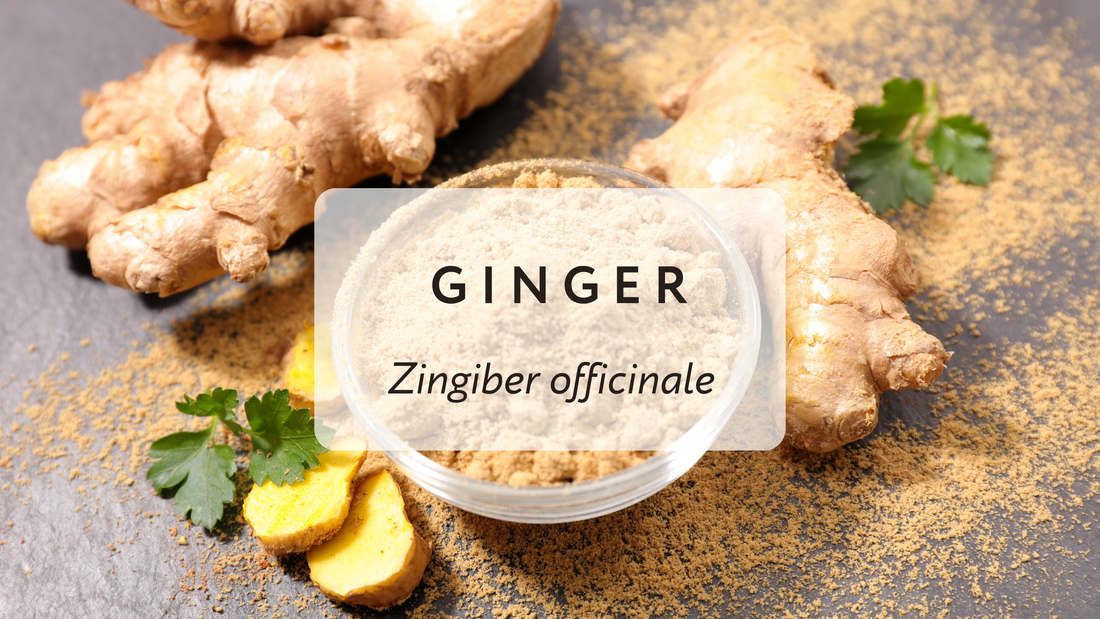 Ginger: Using Nature for Pain Relief