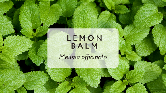 Need to Relax? Consider Lemon Balm