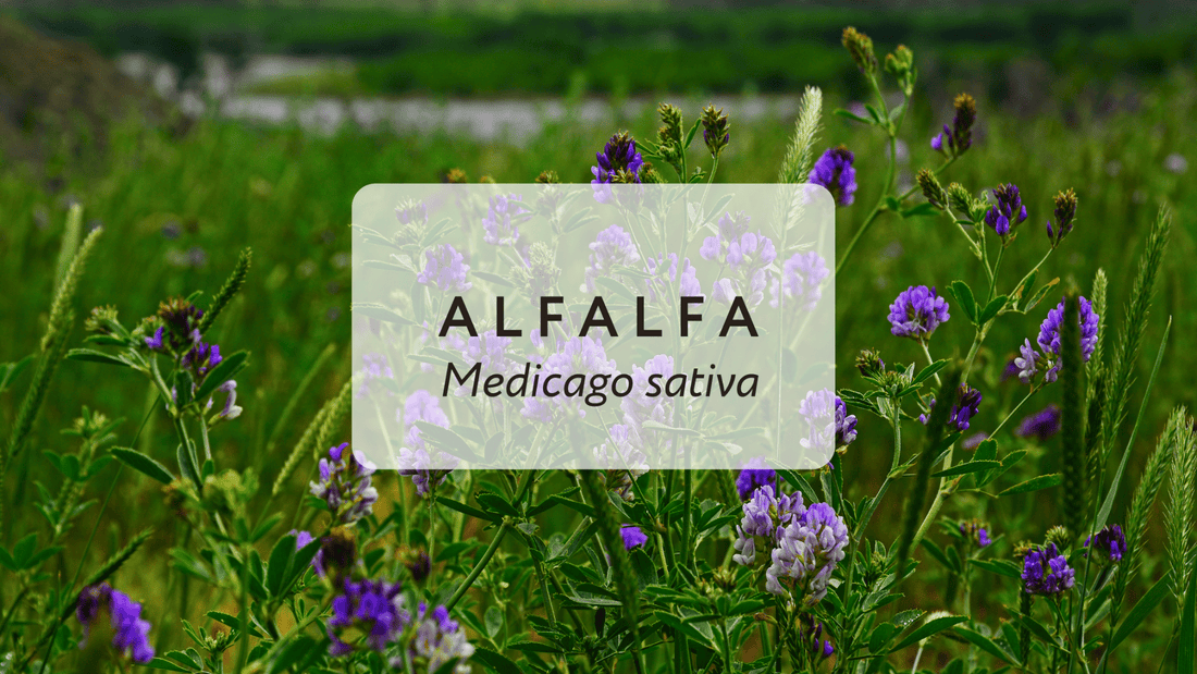 Alfalfa: The Most Nutritious Superfood - Herbal Embrace