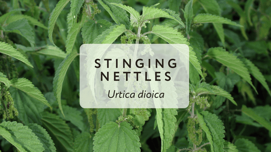 Exploring Historic Uses of Stinging Nettles - Herbal Embrace