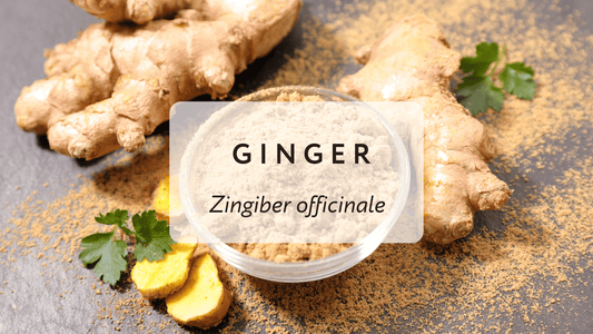 Ginger: Using Nature for Pain Relief - Herbal Embrace