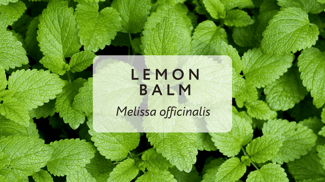 Need to Relax? Consider Lemon Balm - Herbal Embrace