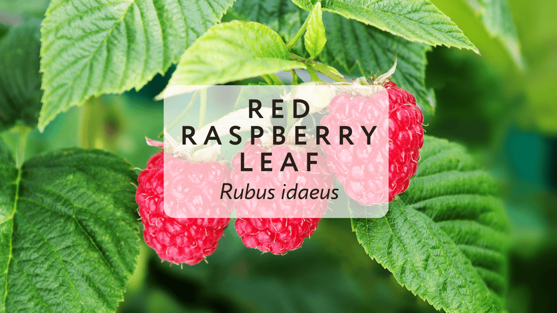 Red Raspberry Leaf: Nutritional Benefits for Whole-Health at Any Stage of Life - Herbal Embrace