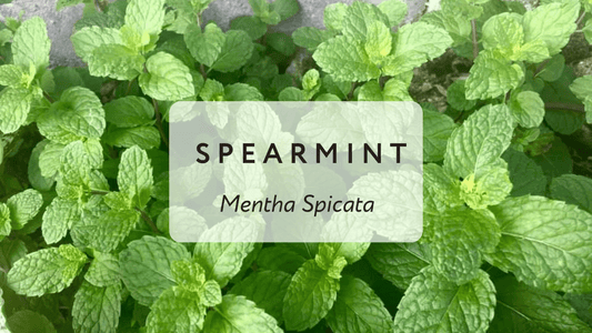 The Benefits of Spearmint - Herbal Embrace