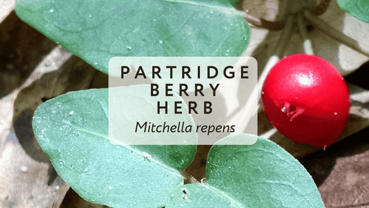 The Power of Partridgeberry: Uterus Healing at Its Best - Herbal Embrace